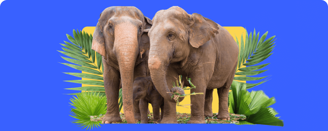 PrimeXBT向泰国的拯救大象基金会（Save Elephant Foundation）捐款